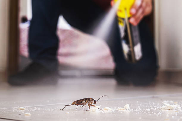 Wasp Removal Services in West Pleasant View, CO