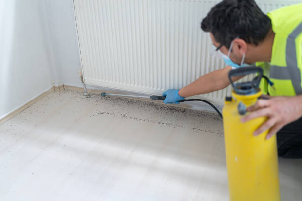 Wasp Removal Services in West Pleasant View, CO